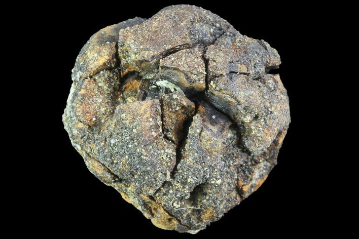 Cretaceous Fossil Pine Cone (Sequoia) - North Dakota #86873